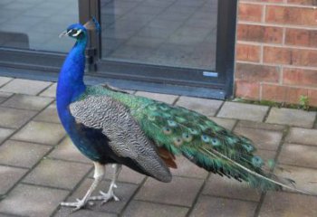 彩繪孔雀雕塑精品，標(biāo)識(shí)雕塑，小區(qū)仿真孔雀雕塑供給?