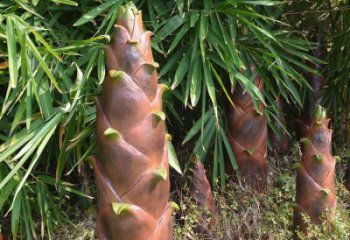 竹筍雕塑訂做,景觀雕塑,彩繪不銹鋼竹筍雕塑提供