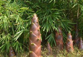 竹筍雕塑生產商,小區雕塑,不銹鋼竹筍雕塑廠家展品